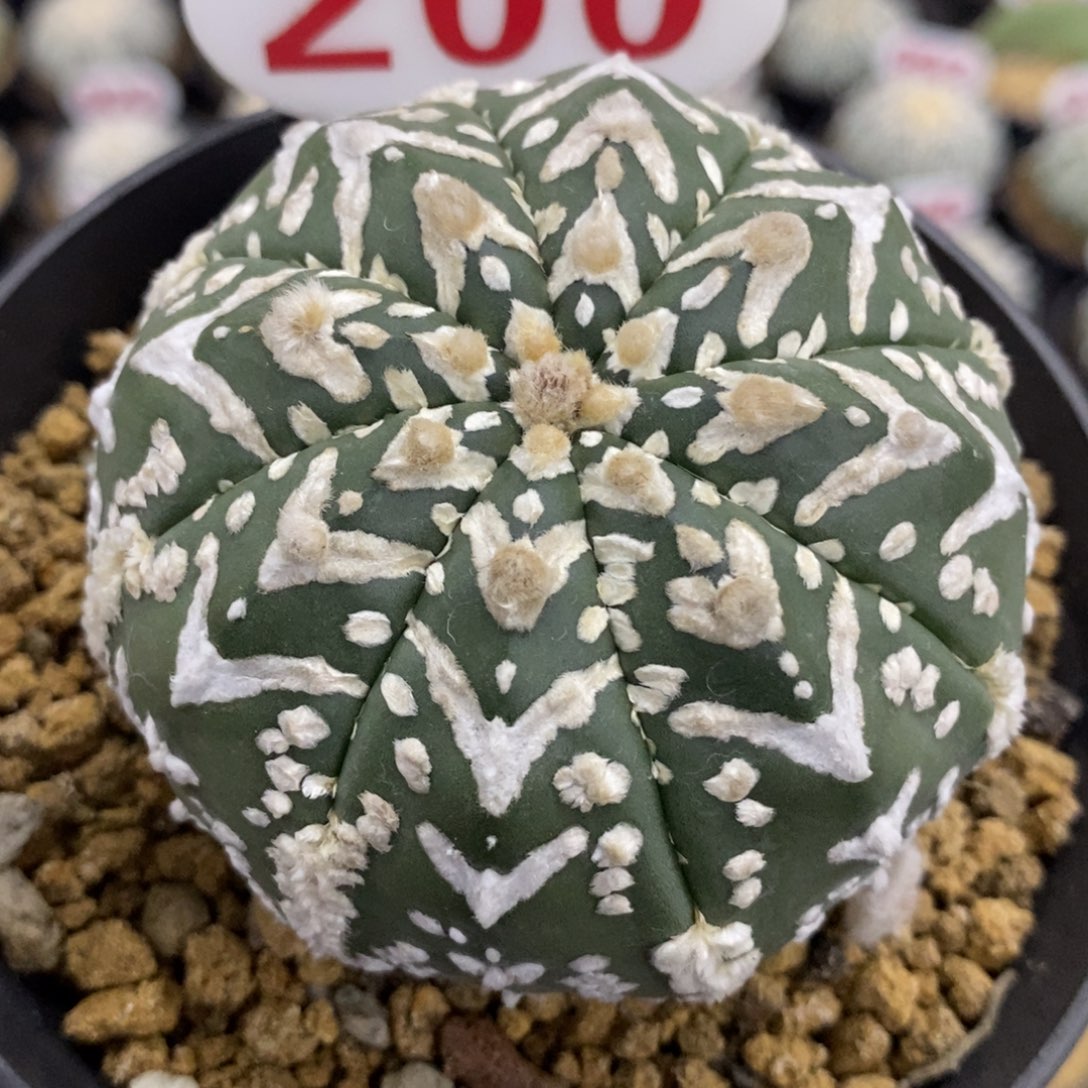 200琉璃超兜v福利多多