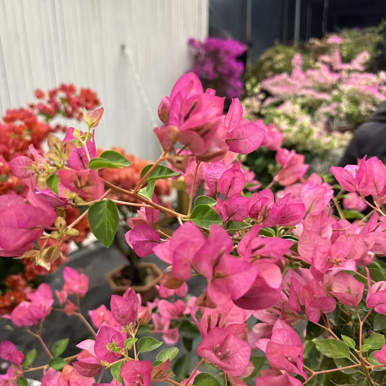 三角梅树苗盆栽四季开花耐寒耐旱适合庭院种植的花卉绿植