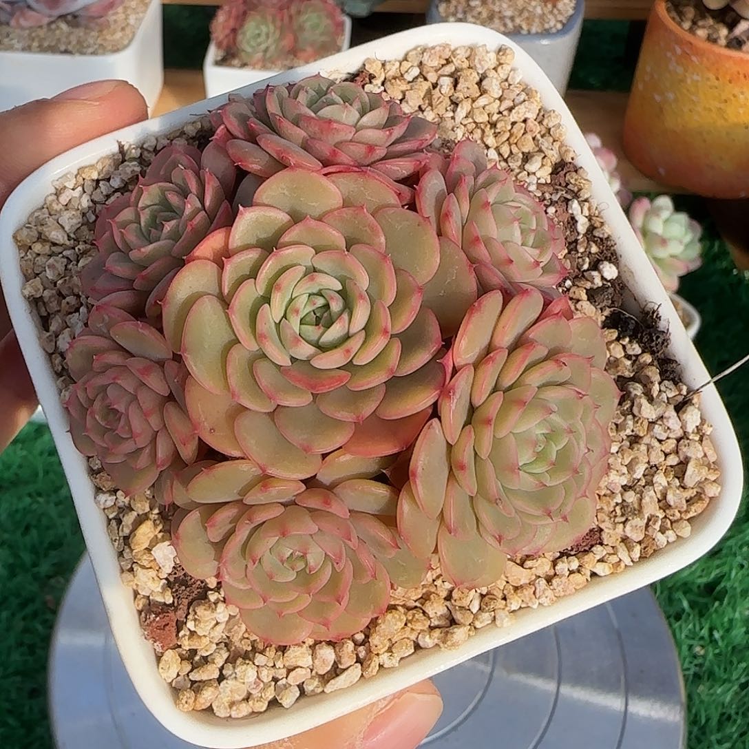 宝贝惊喜不带盆土发货