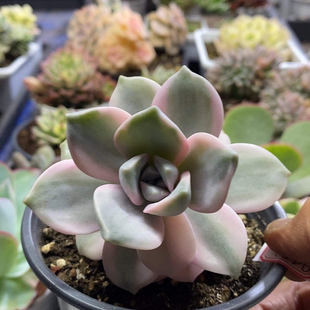0626紫乐锦多肉植物