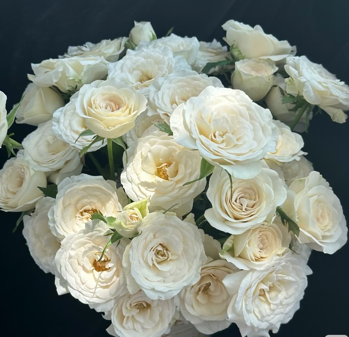 香云纱  缤纷自育超新品1加仑扦插月季