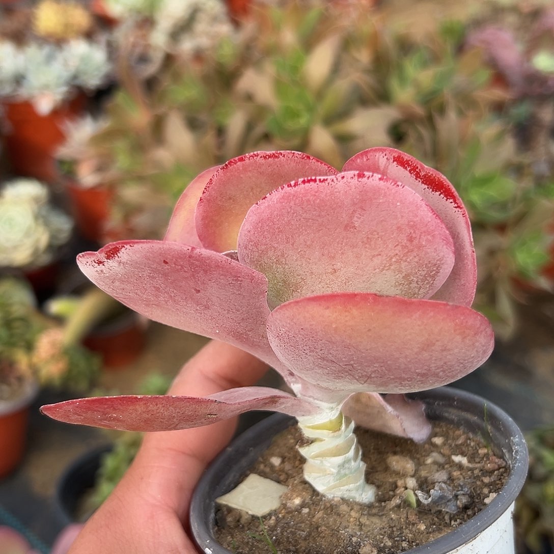 多肉植物唐寅老庄