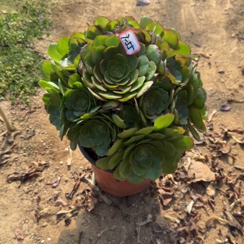 7-55万圣节多肉植物