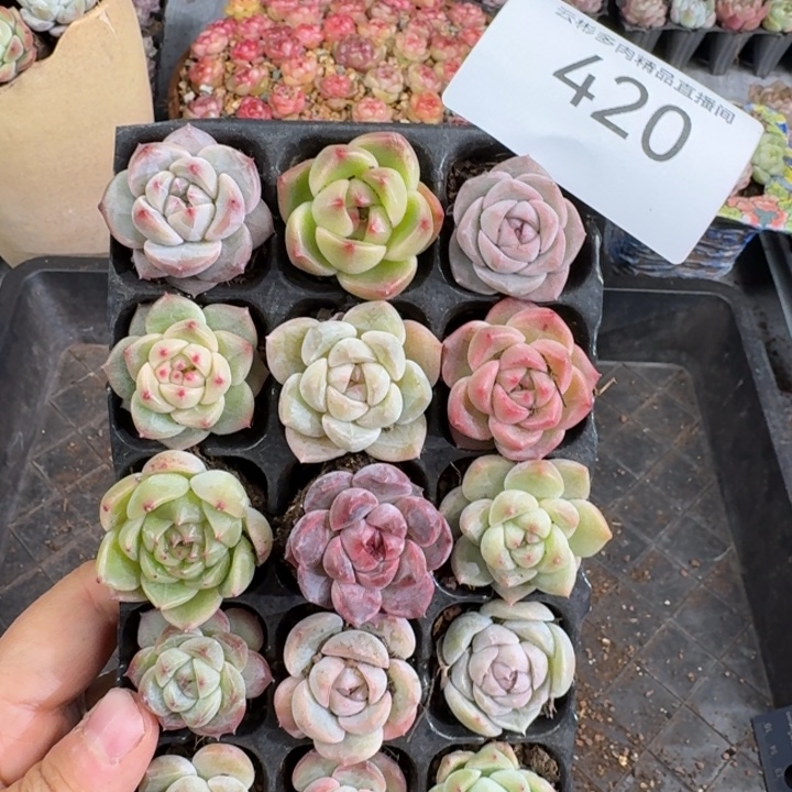 420。                