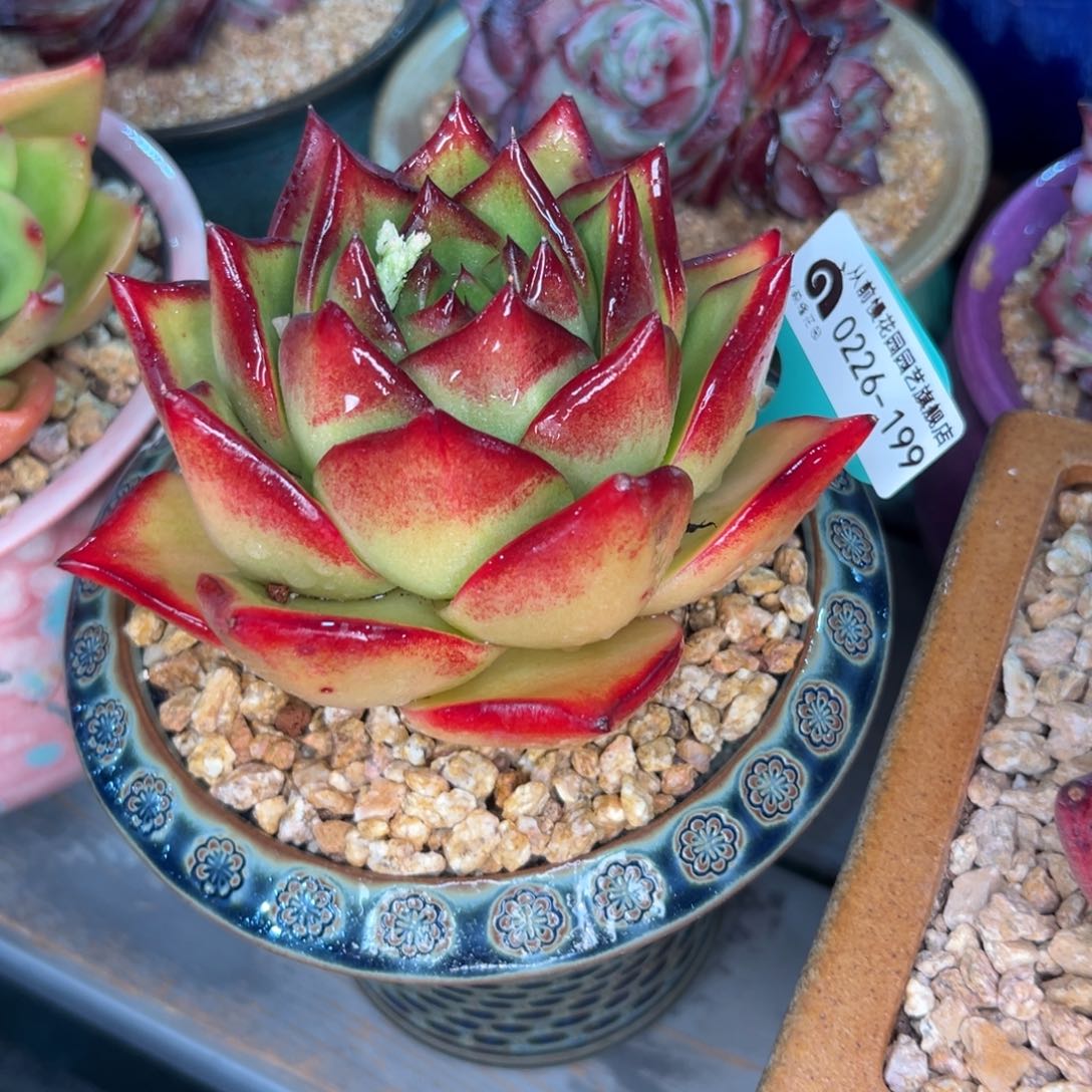 多肉一物一拍0226/199