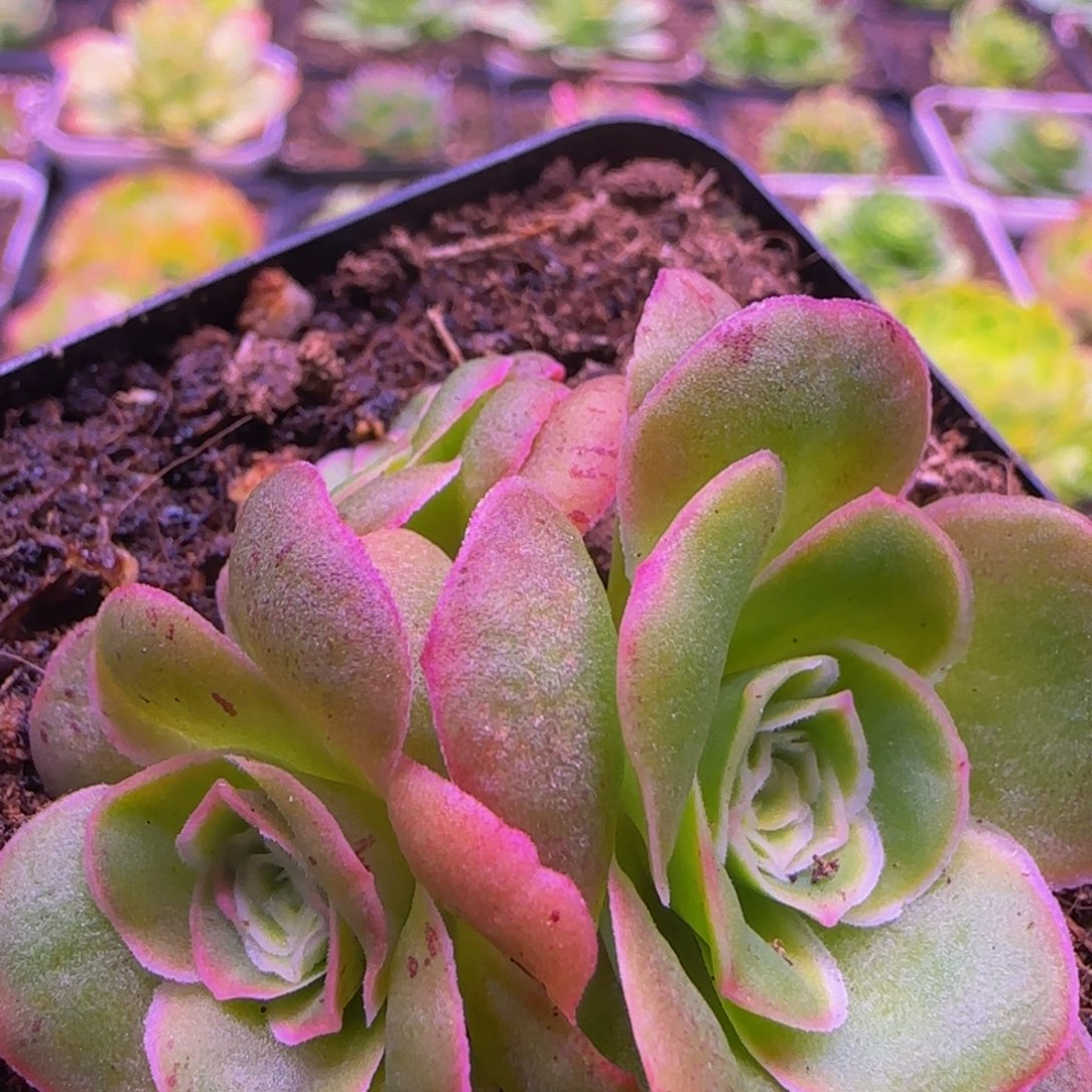 L****福利12353534353538373