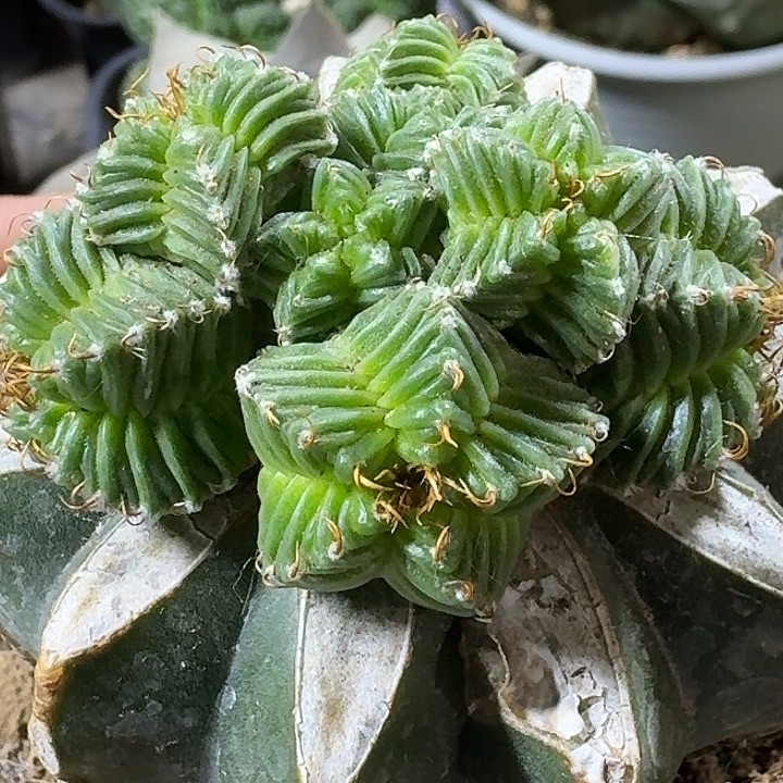 无花朵苗接五星花龙群794