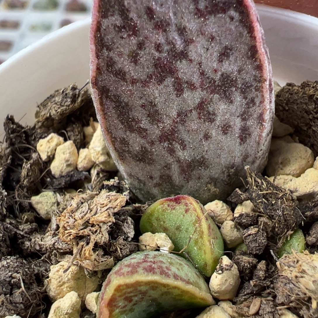 红太狼水泡多肉植物