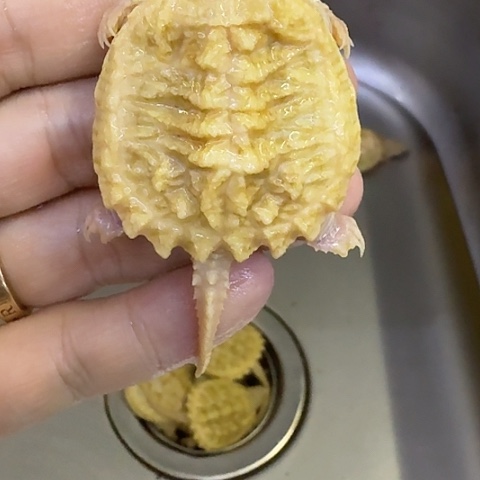 绿毛龟母哈哈哈哈