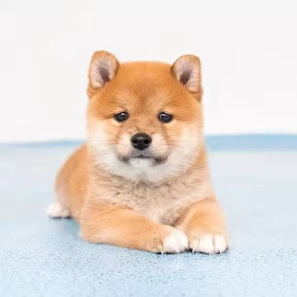 柴犬纯种幼犬宠物狗便宜日本小狗真狗活物柴犬看家中型狗狗