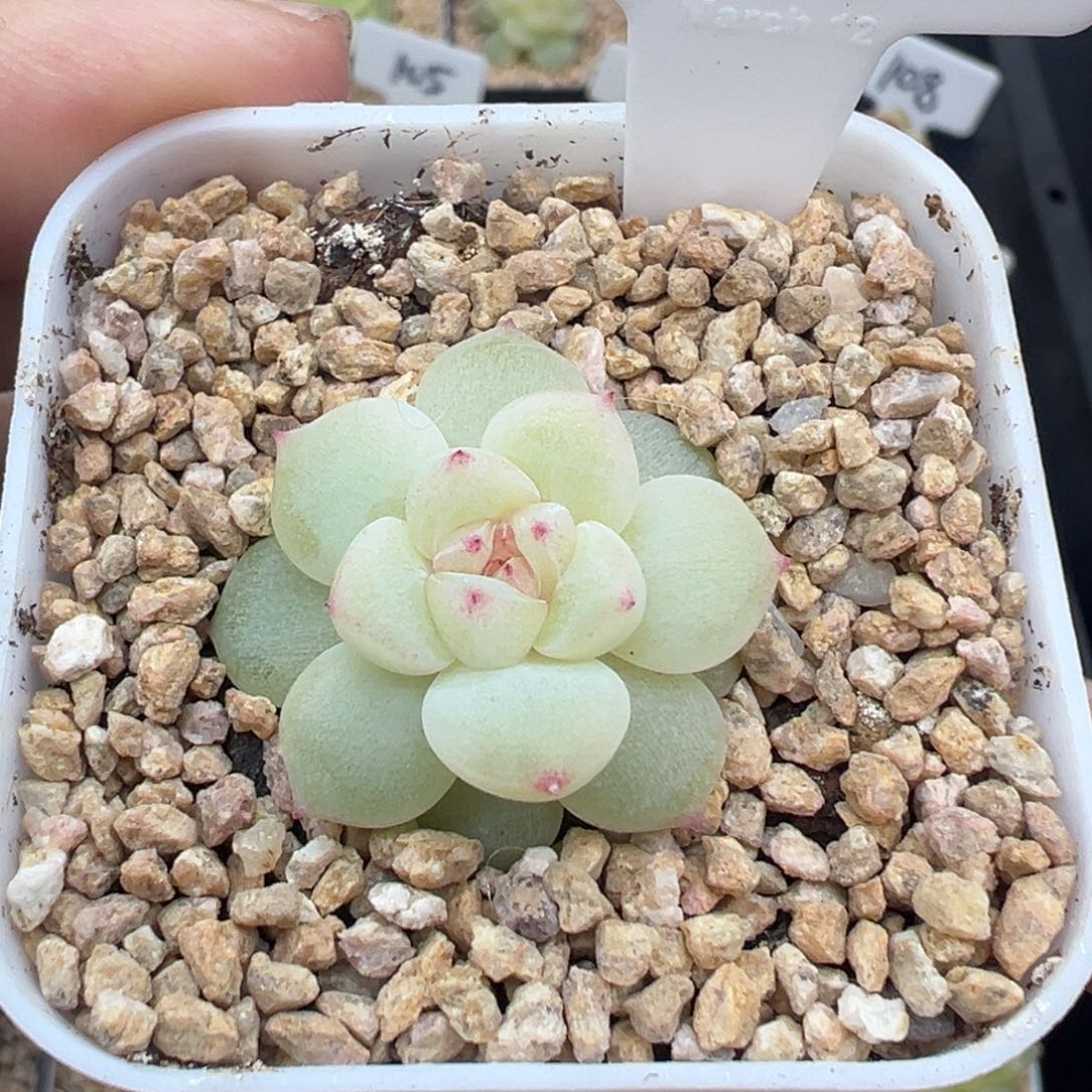 103号财富密码蜜语