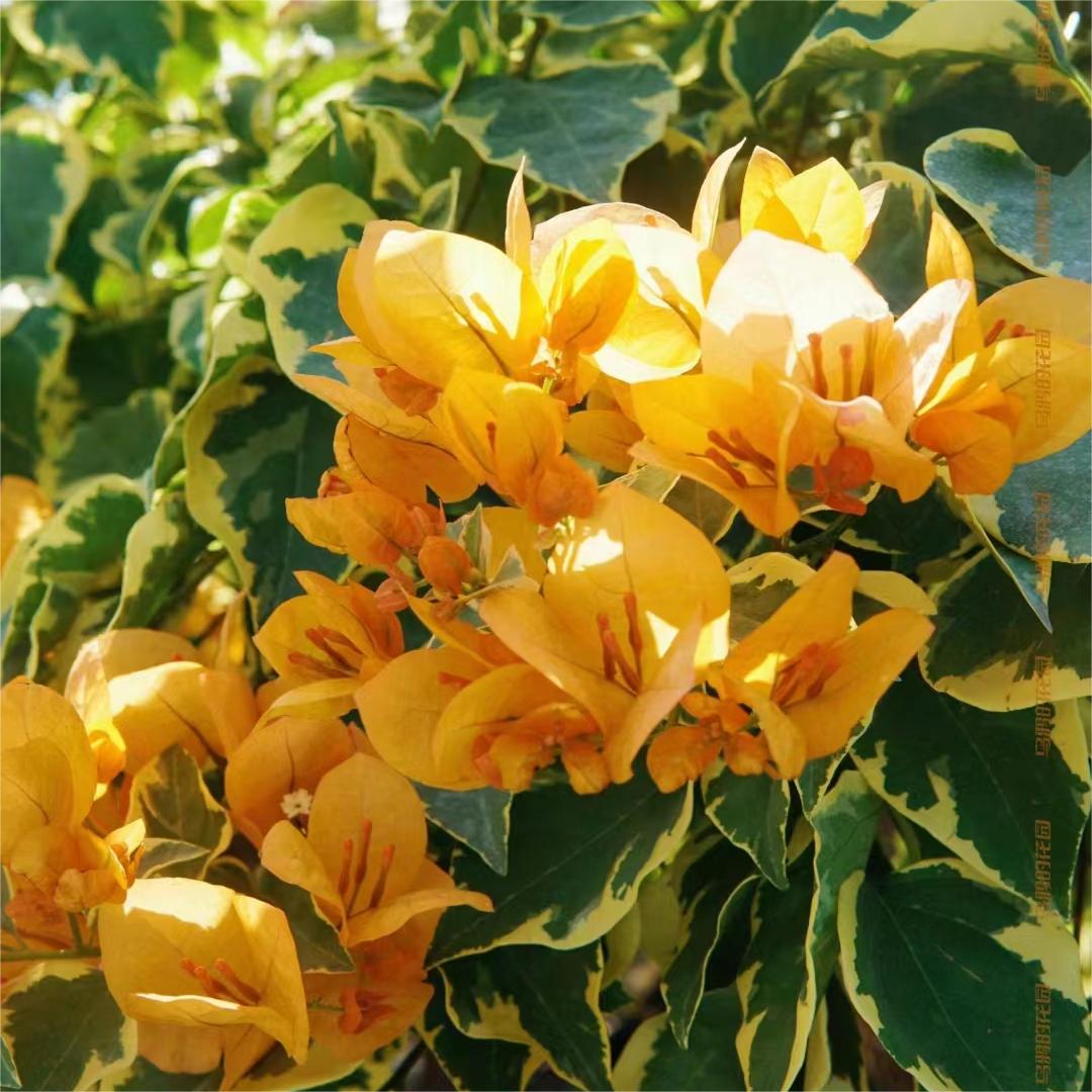 【新品花叶系列】三角梅四季开花阳台庭院可爬藤好养绿植不带花