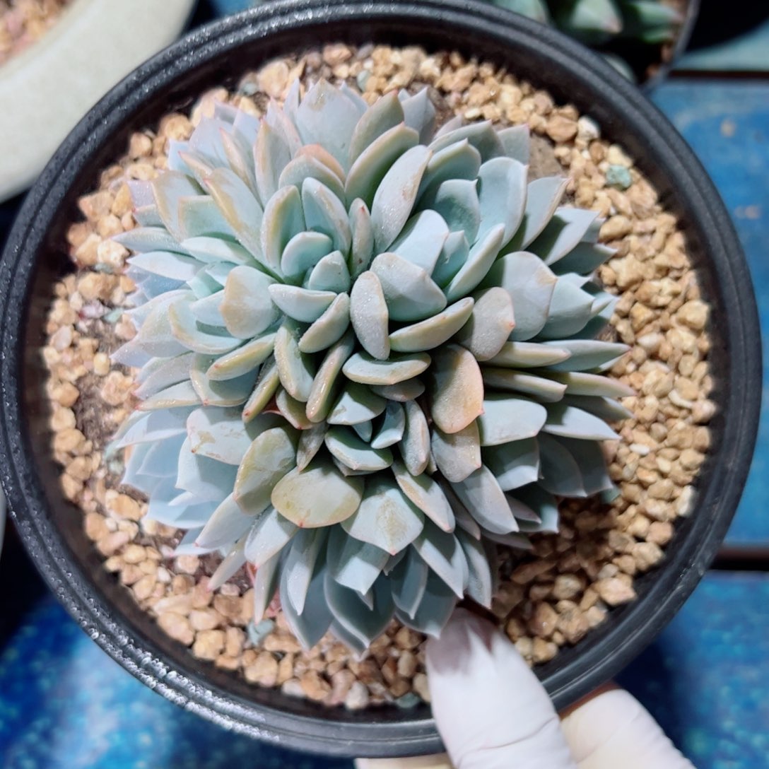 时****✰多肉植物白茶自然群多肉植物