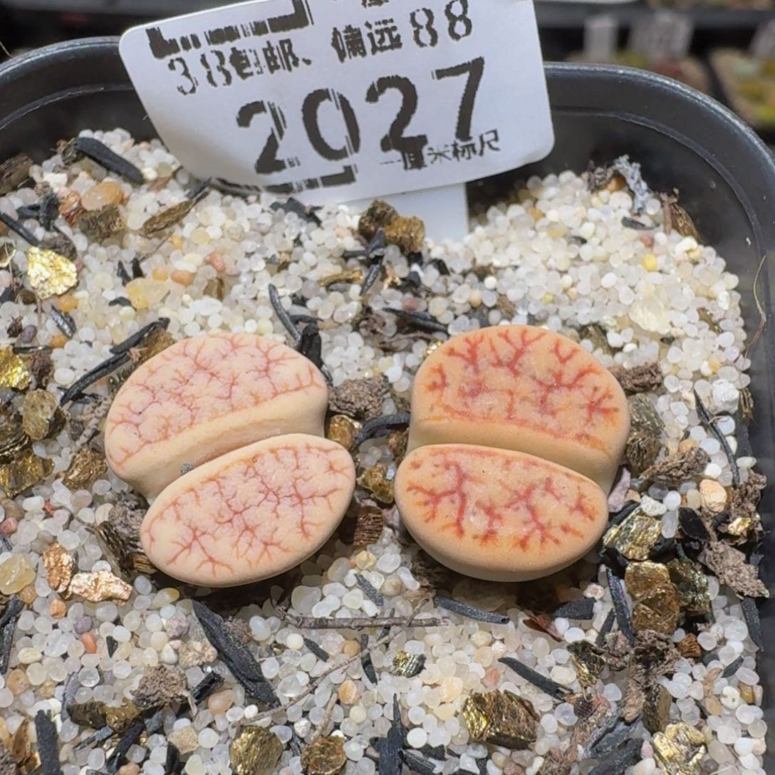 Ssss精品生石花2027蝴蝶结