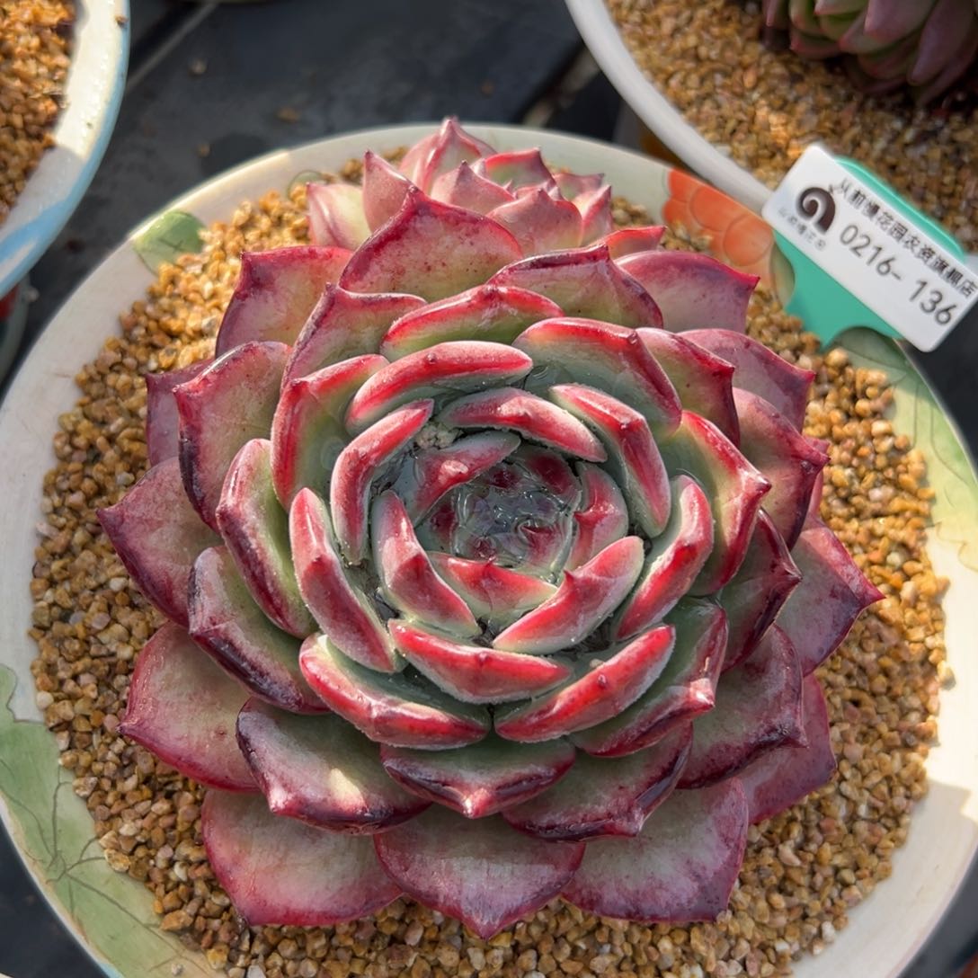 多肉一物一拍0215-136