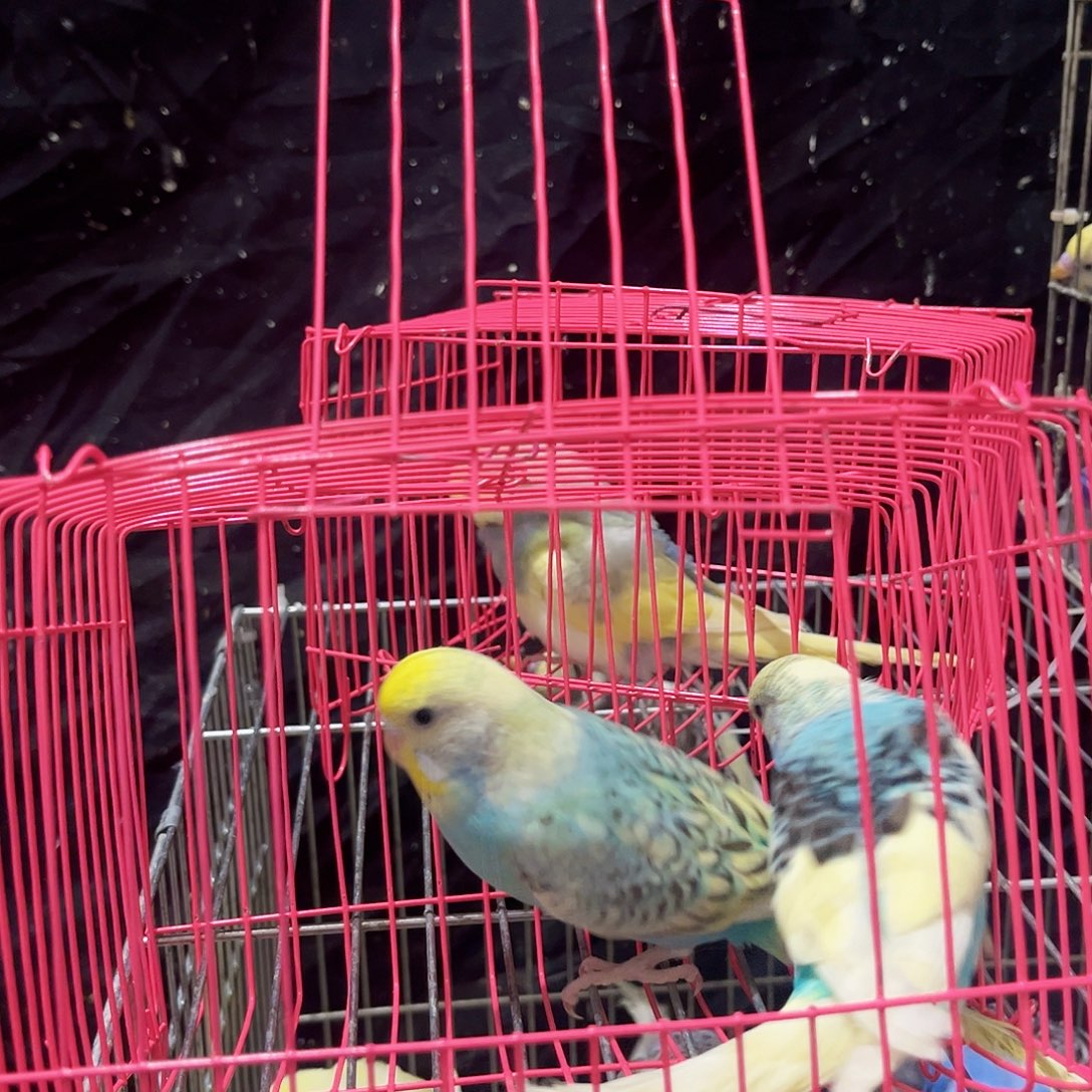 虎皮鹦鹉一对大头 特色大头