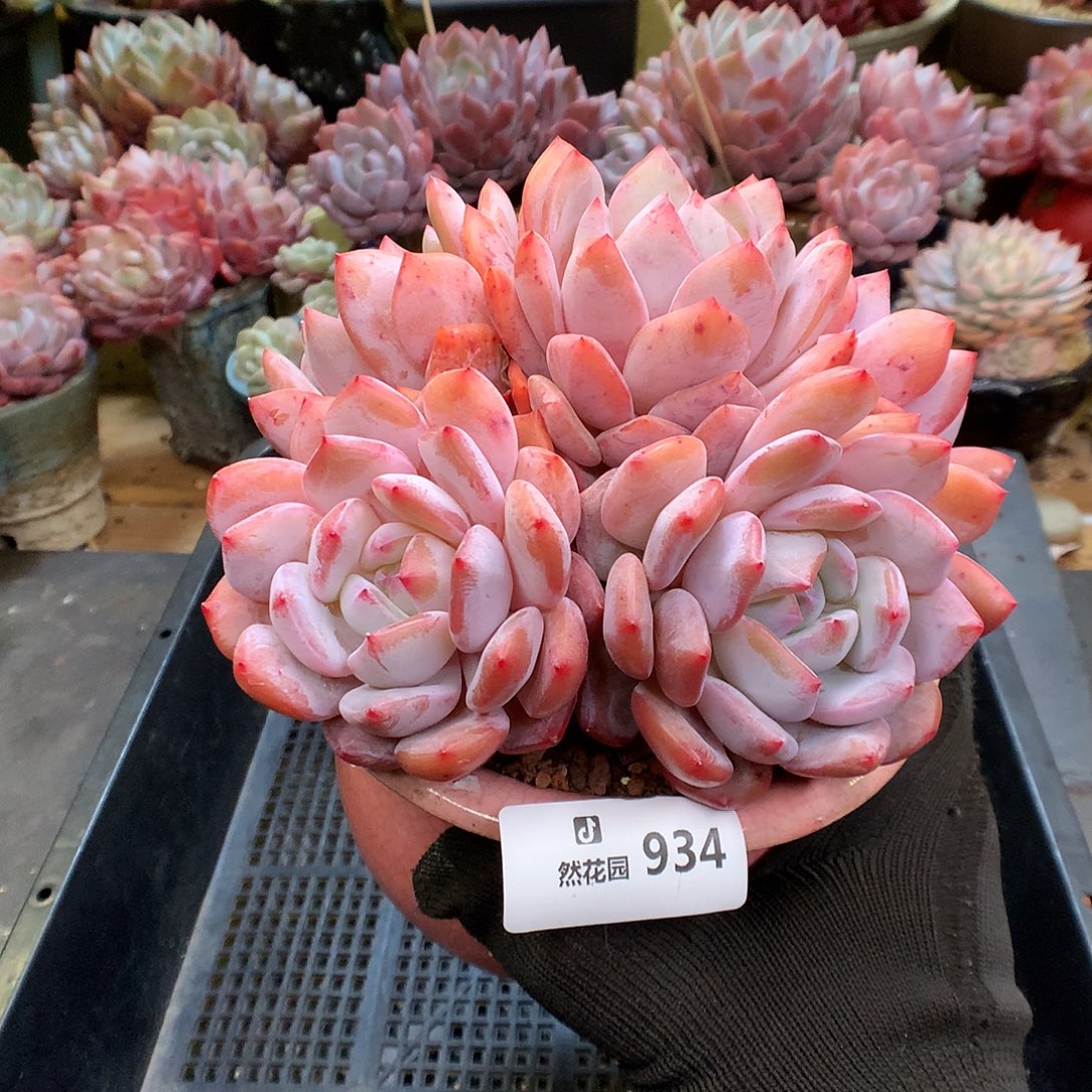 934粉星影多肉植物66666