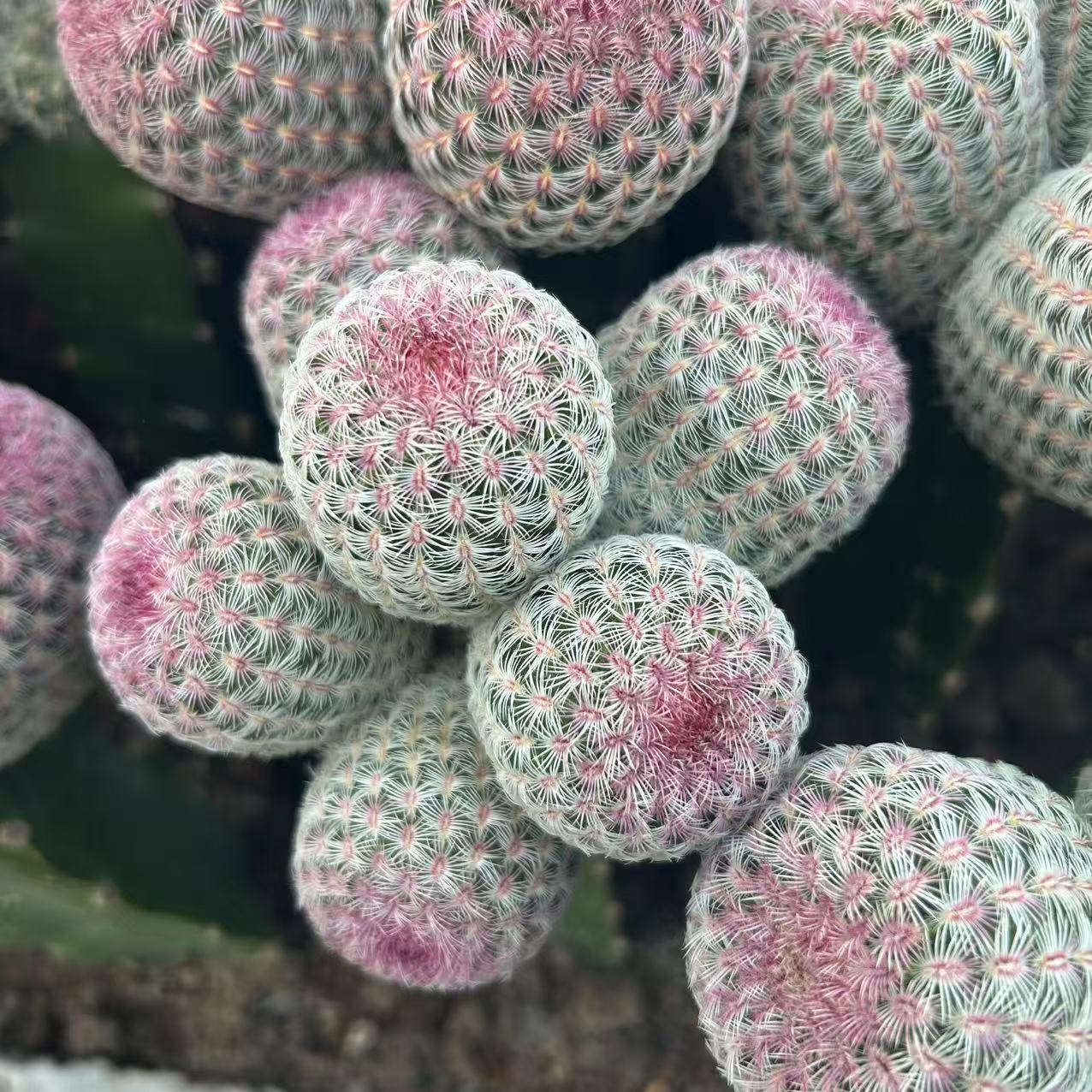 嫁接红太阳10头   仙人球夏型种绿植盆栽桌面阳台办公室摆件