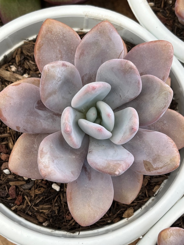 【任意下单即包邮】粉兔10厘米多肉植物，脱土发货