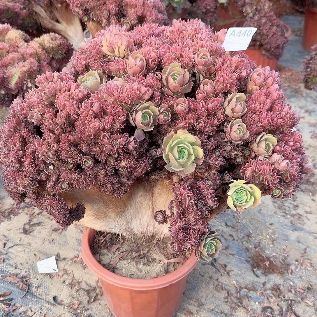 440玫瑰朵朵一颗呀呀