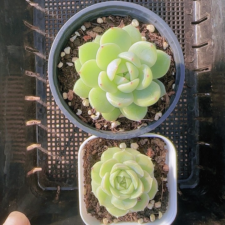 花时光精品多肉68