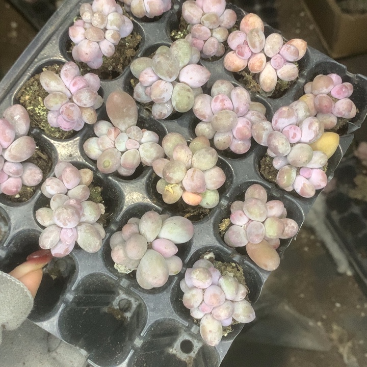 桃花奶双 5颗。包邮。多肉