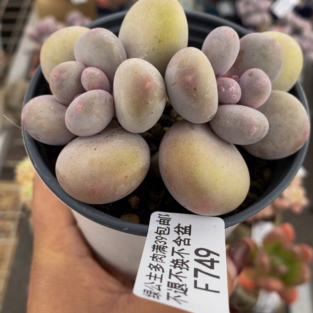 蛋黄奶酪749/8v m