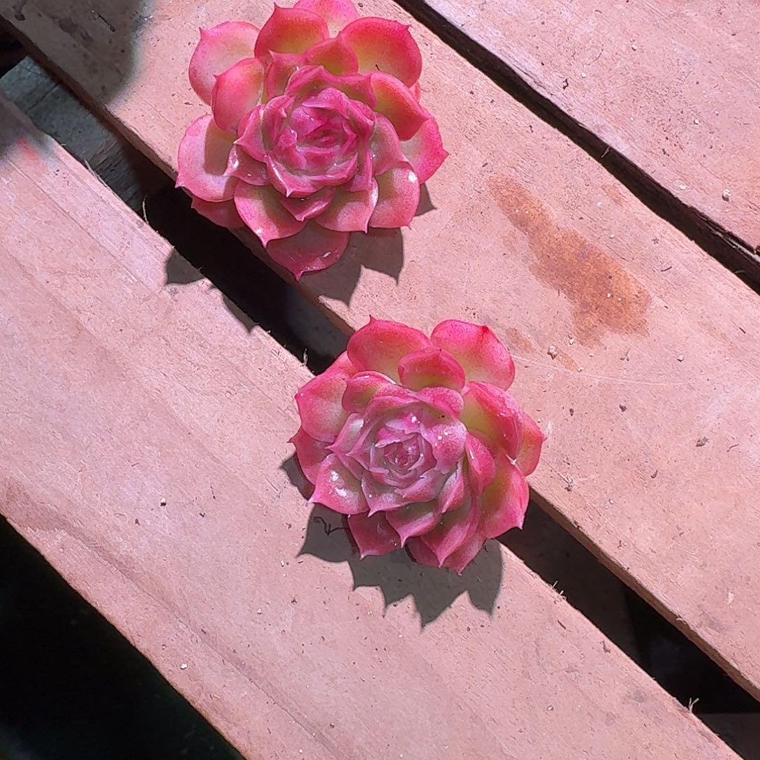 ****️虾饺多肉多肉多肉