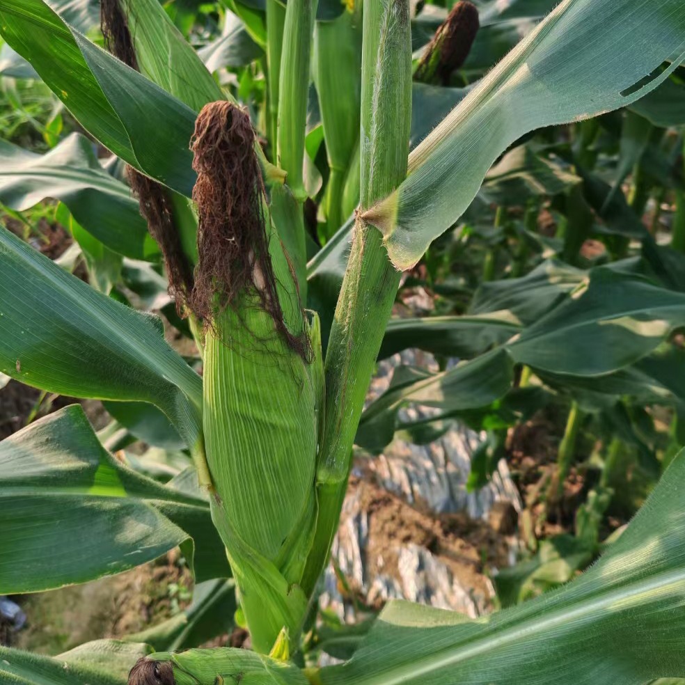 2025爆款本地新鲜现摘农家自种玉米自然生长当季玉米包邮农包邮