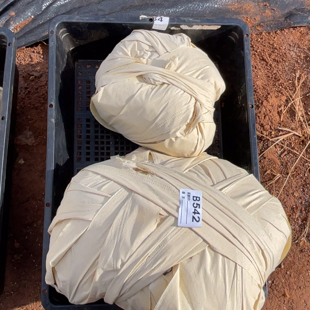 无花朵若如东云组拍B542