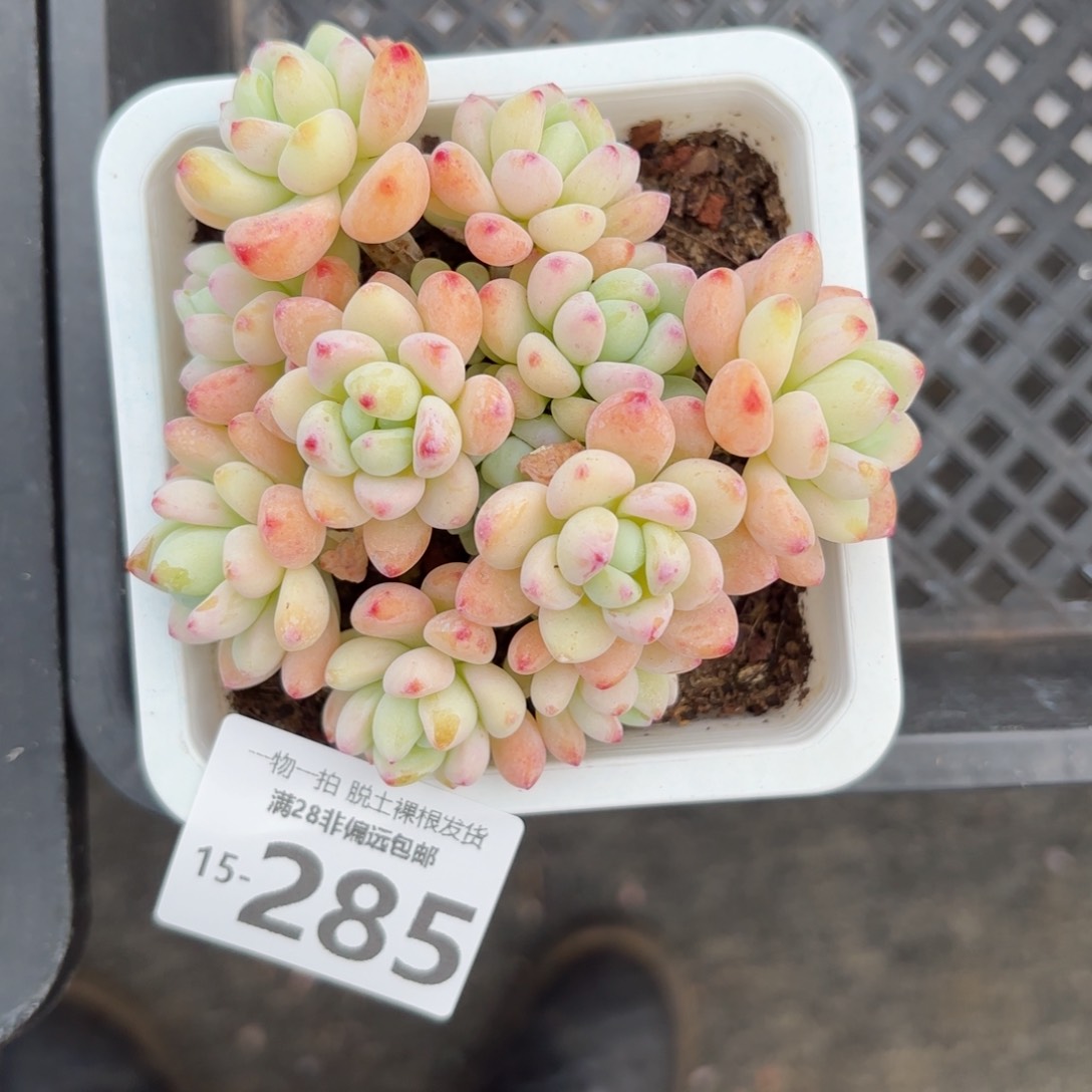 樱花罗绮老桩多肉