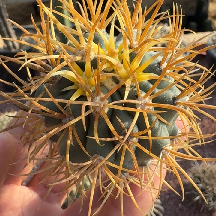 金冠龙无根111111111