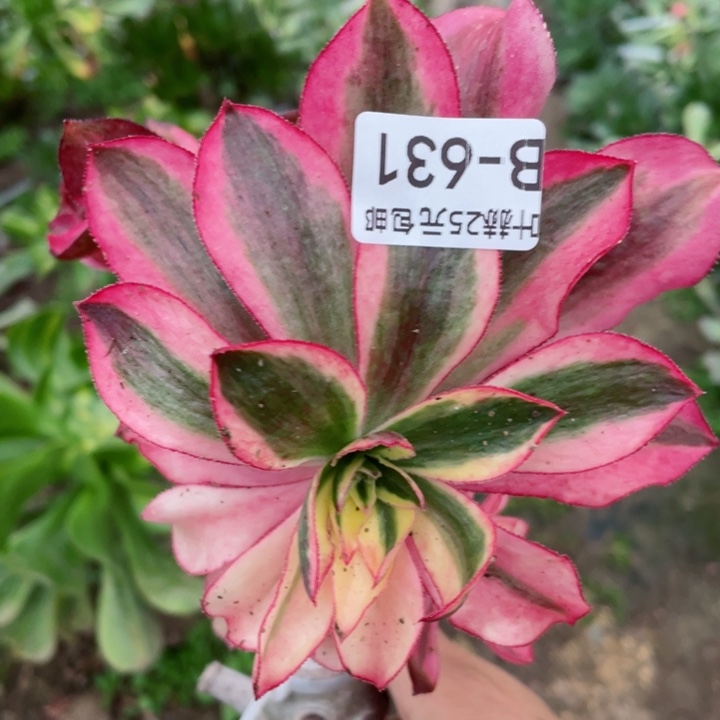 631魅影嫁接有砍多肉1，