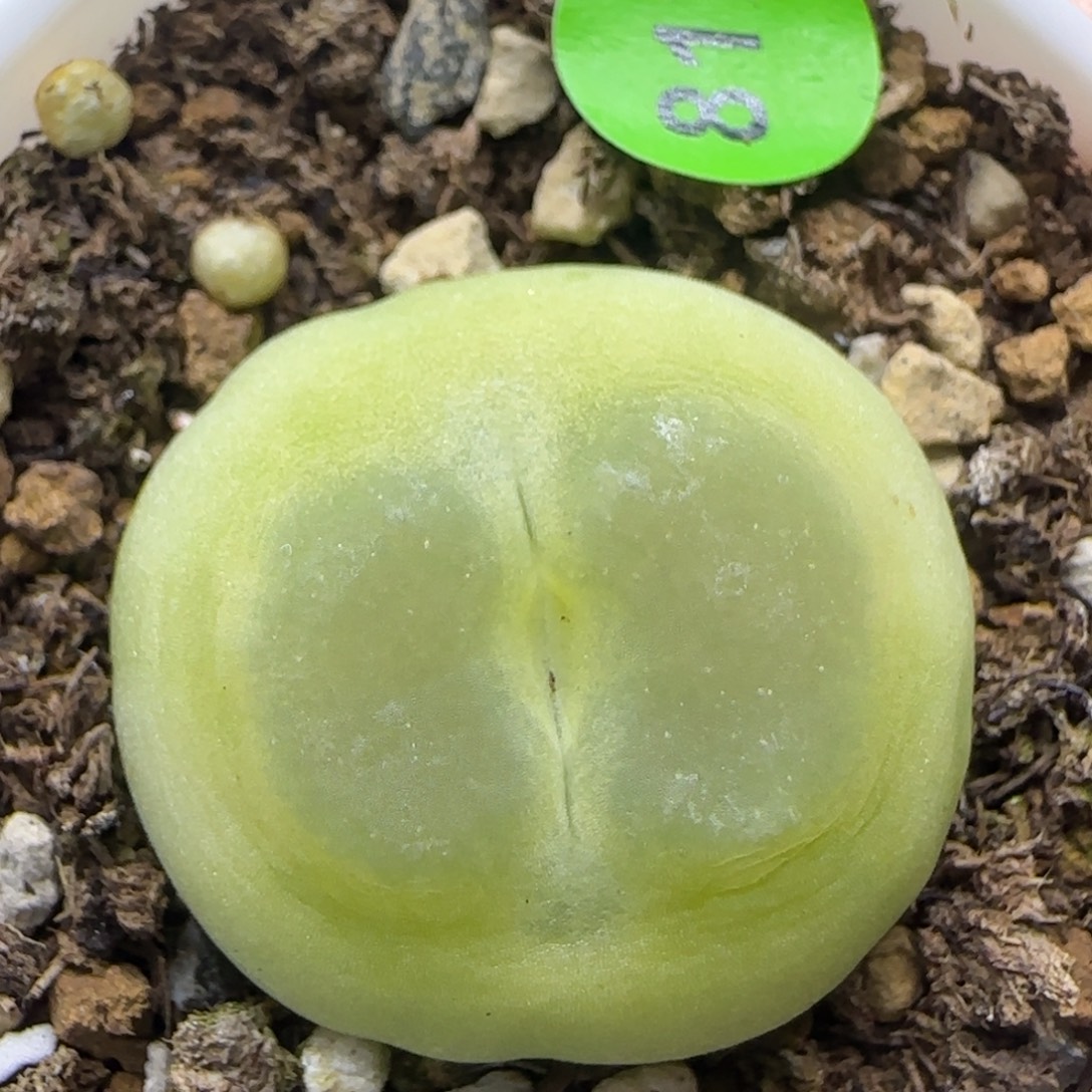 拉登2.38福利多肉817