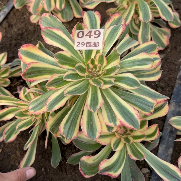 拉丝锦锦……多肉植物……