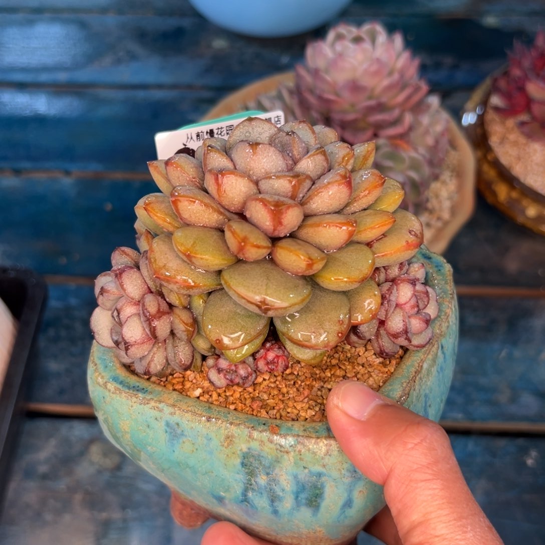 多肉一物一拍0214-273