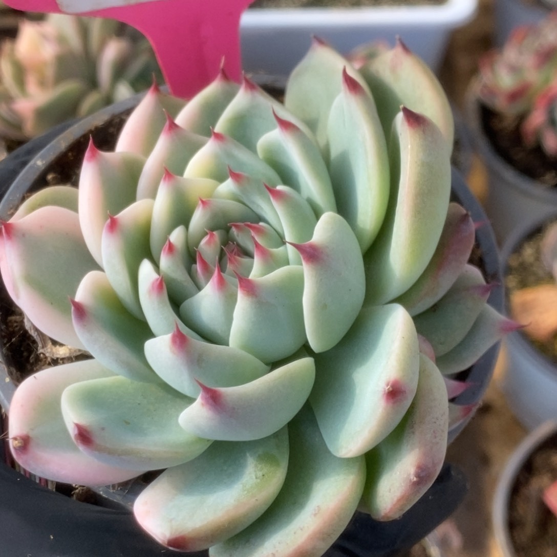 360吉娃娃锦锦锦锦锦锦