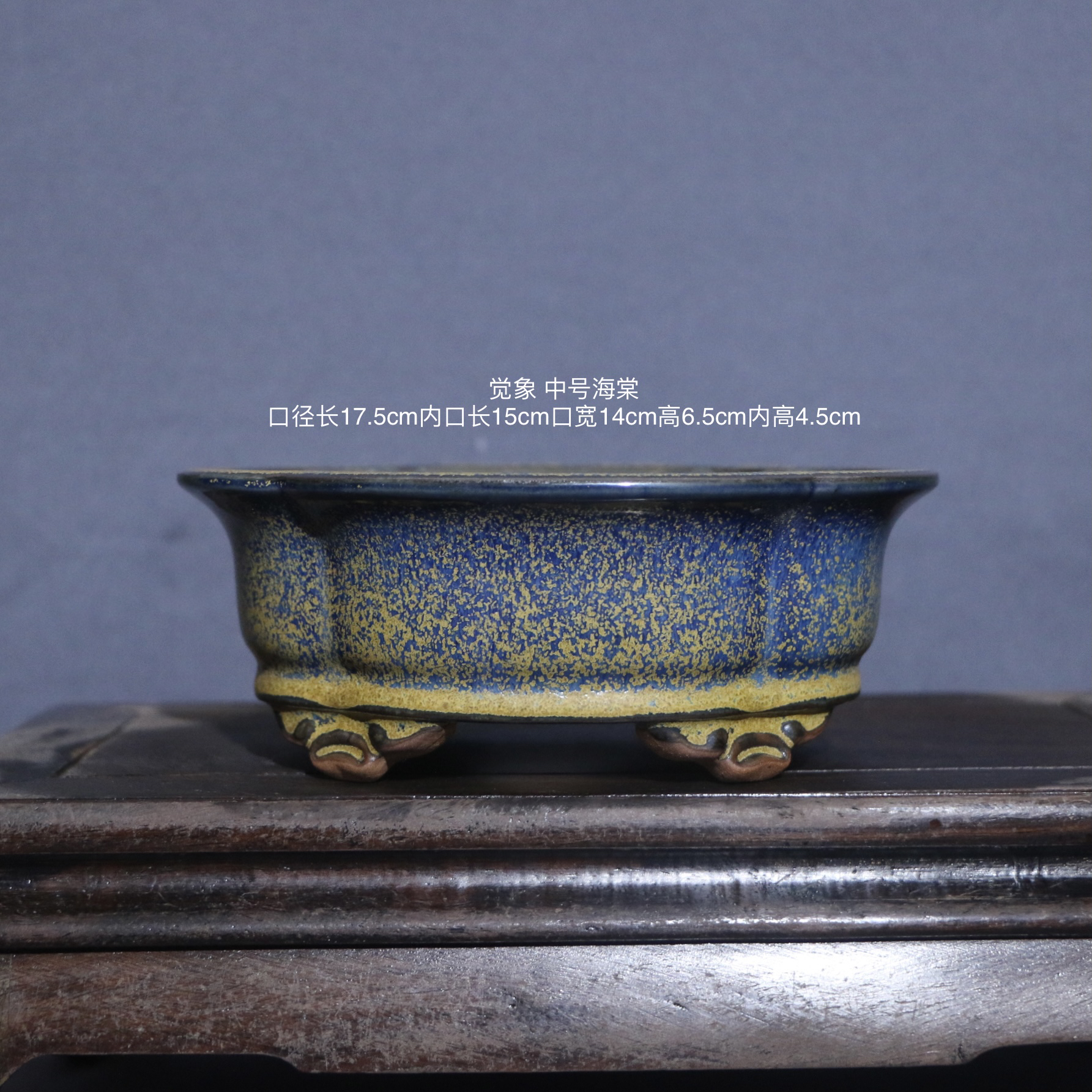 觉象中号海棠 一物一拍杜鹃多肉矮霸竹子盆景盆花盆