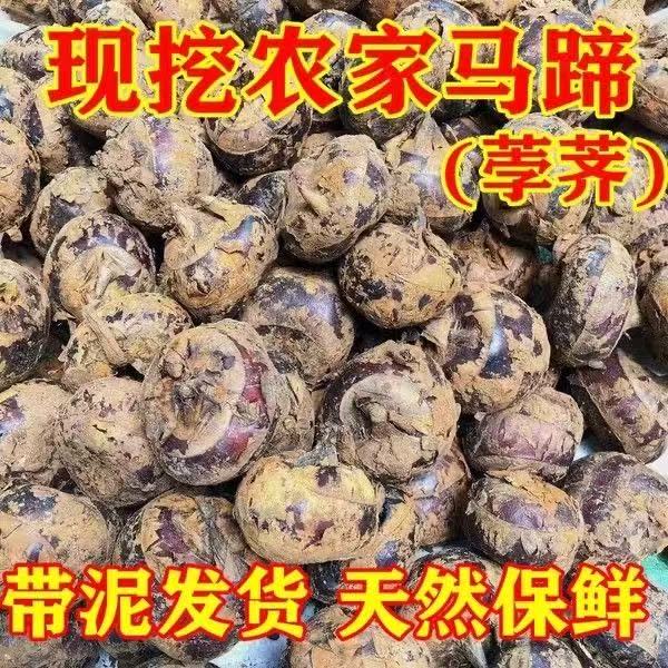 现挖新鲜农家马蹄脆甜奶香当季水果蔬菜