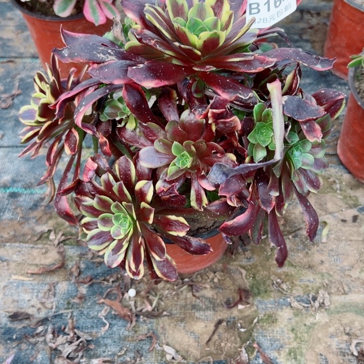 164欧嘉莉多肉植物