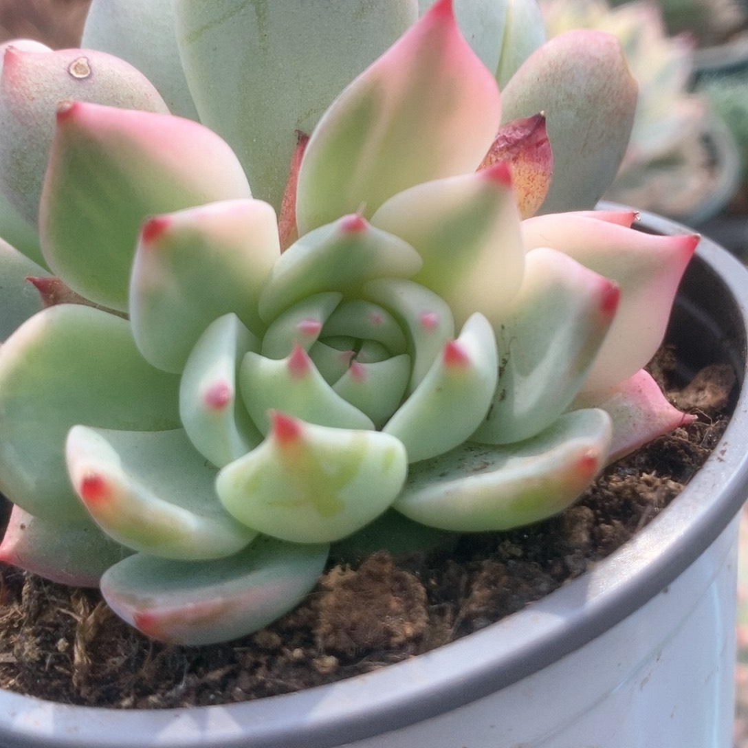 038锦锦锦锦锦锦锦