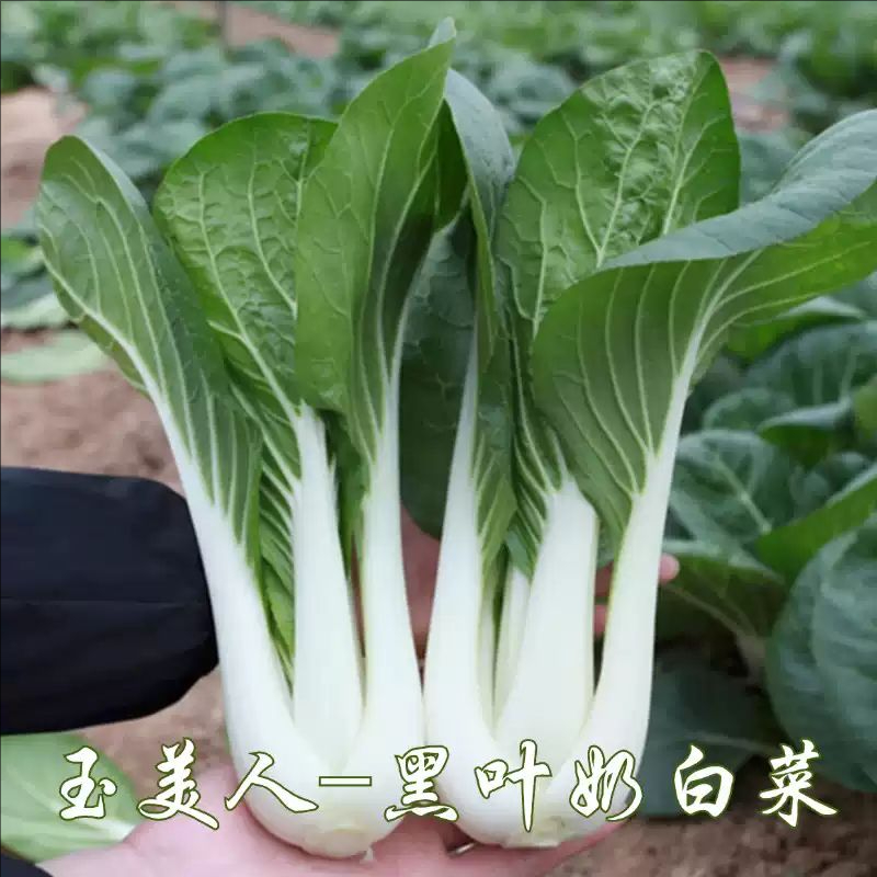 玉美人奶白菜种子小白菜种四季高梗白菜籽白梗小白菜蔬菜种子