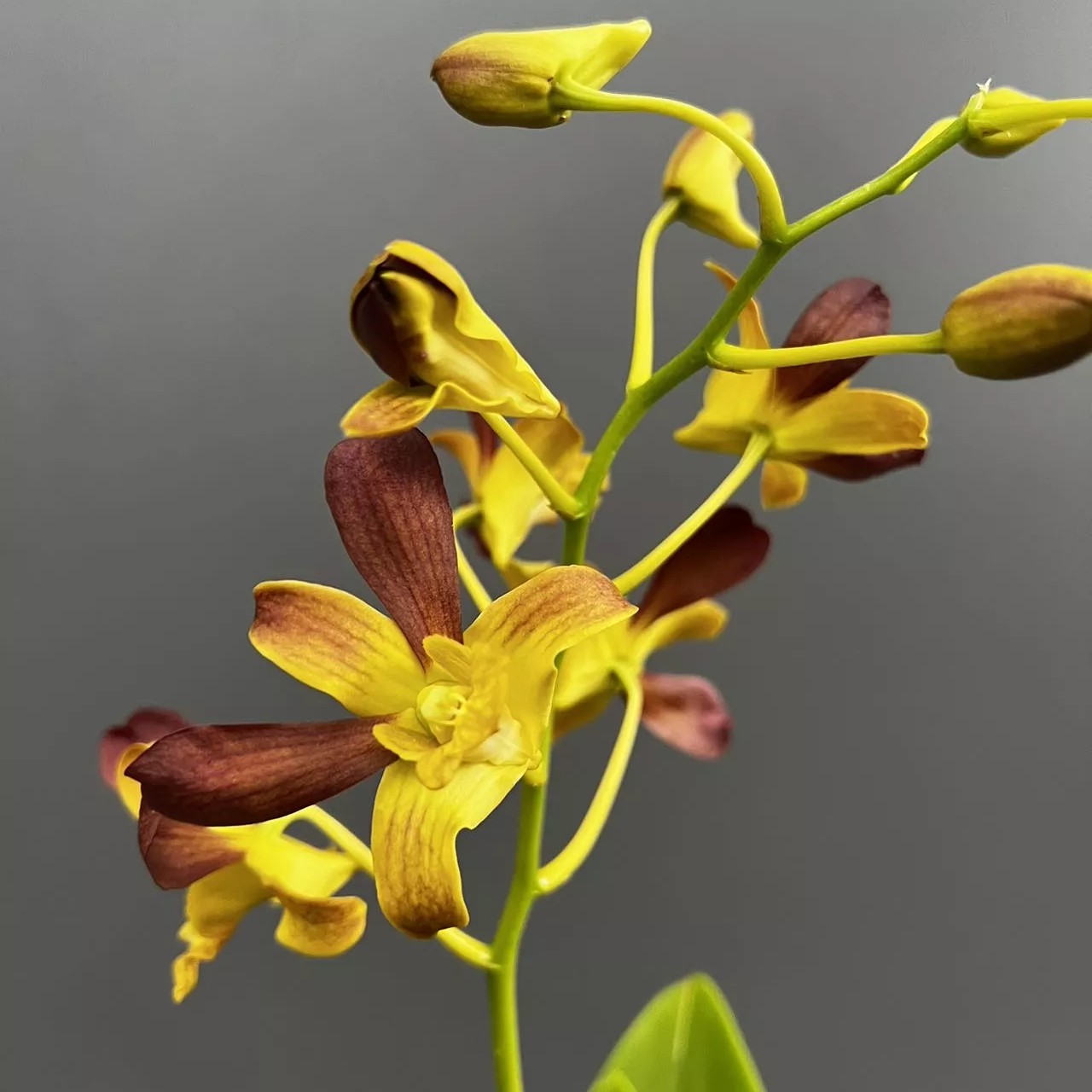 约定秋石斛 家庭养兰好养活 原土原盆发货阳台庭院办公室兰花