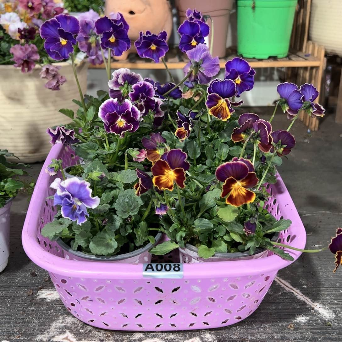 【闪购商品】008号