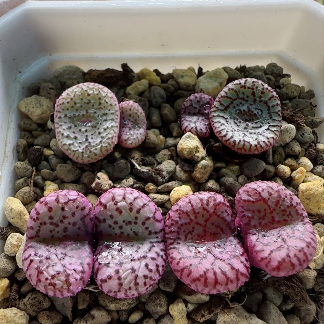 2-17-5-2当天满58包邮一组安贞多肉脱土