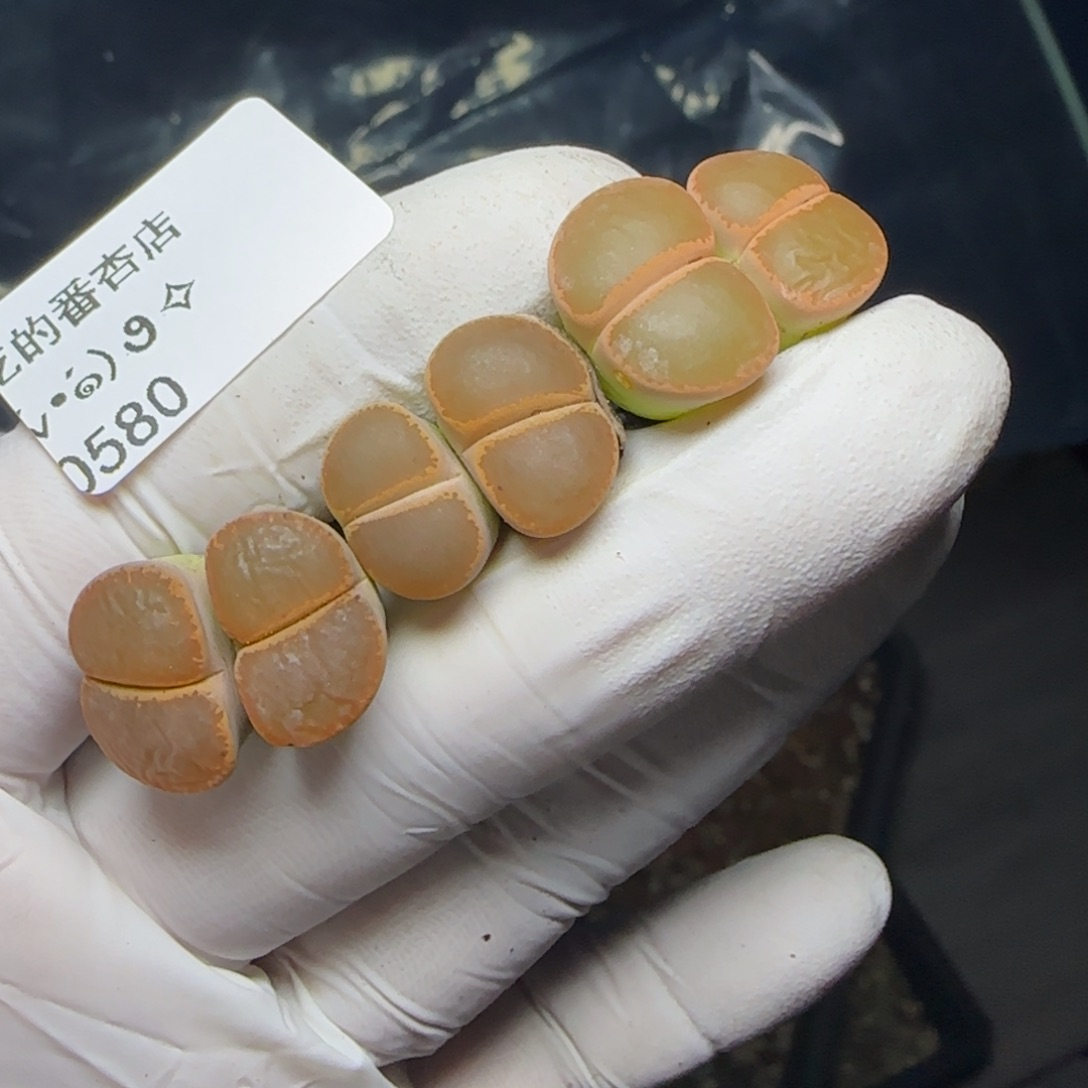 0580:默认脱土。18包邮。偏远88包邮