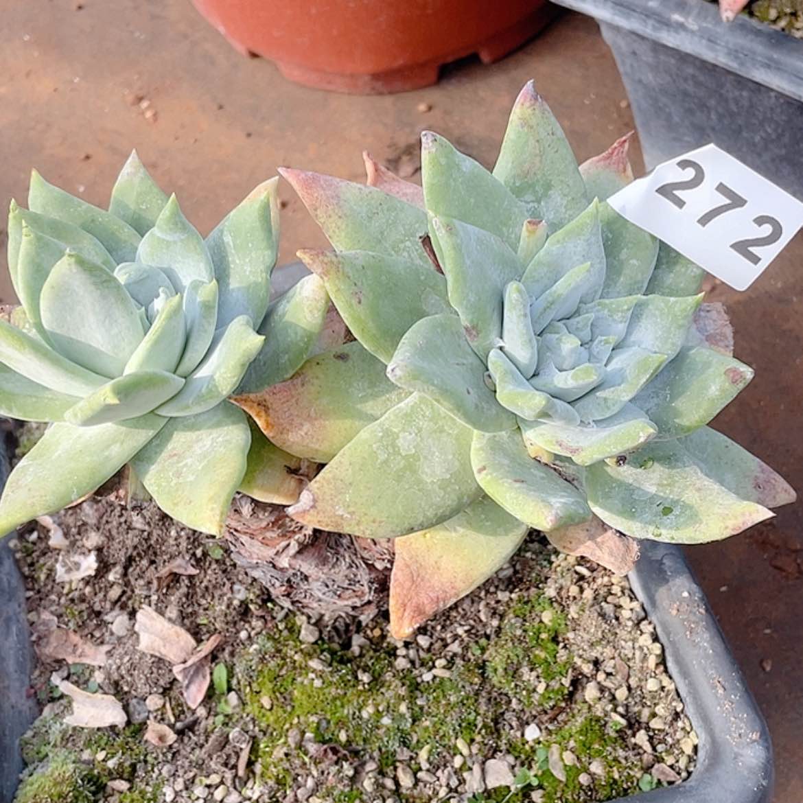 【闪购商品】牡丹苹果叶