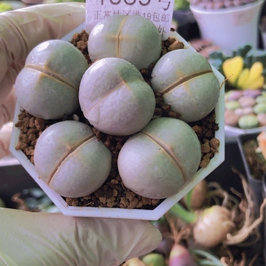 无花朵1069，2.3-2.6厘米高尔夫