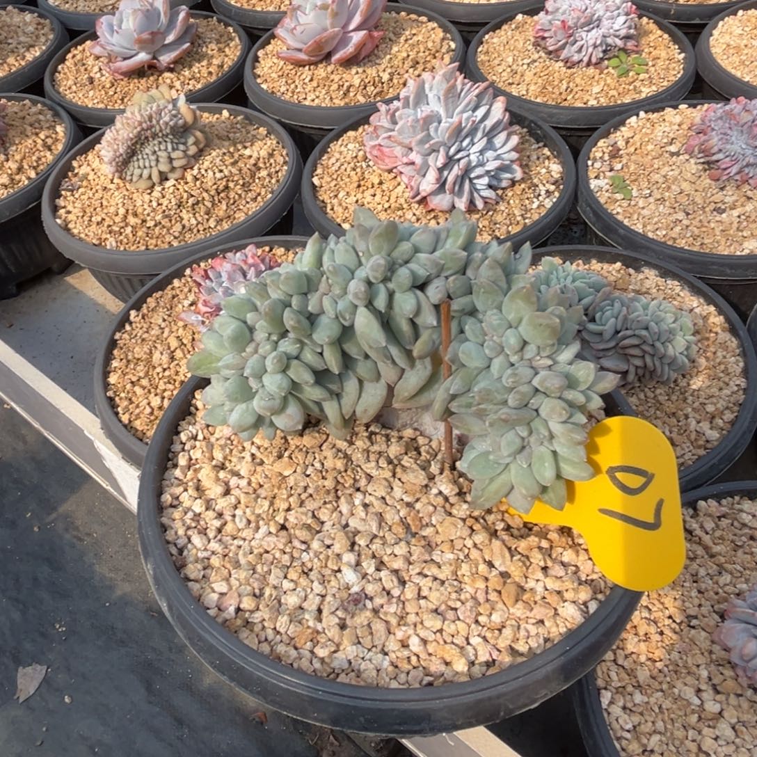 如***²d7奶糖缀化呀呀呀