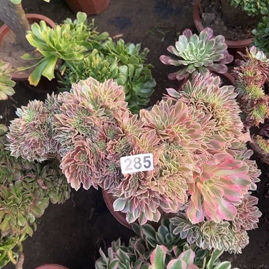 花***d多肉植物一个女郎有伤285